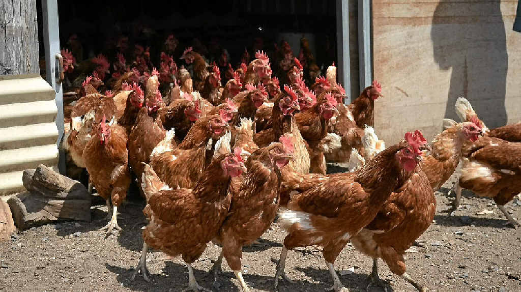 MORNING RUSH HOUR: The 1200 hens are out from 9am until dark. The late start ensures most of the eggs are laid in the purpose-built laying boxes. MORNING RUSH HOUR: The 1200 hens are out from 9am until dark. The late start ensures most of the eggs are laid in the purpose-built laying boxes.